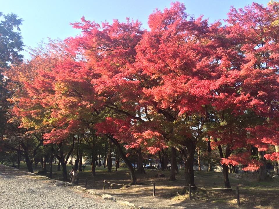 Le charme de Kyoto au fil des saisons